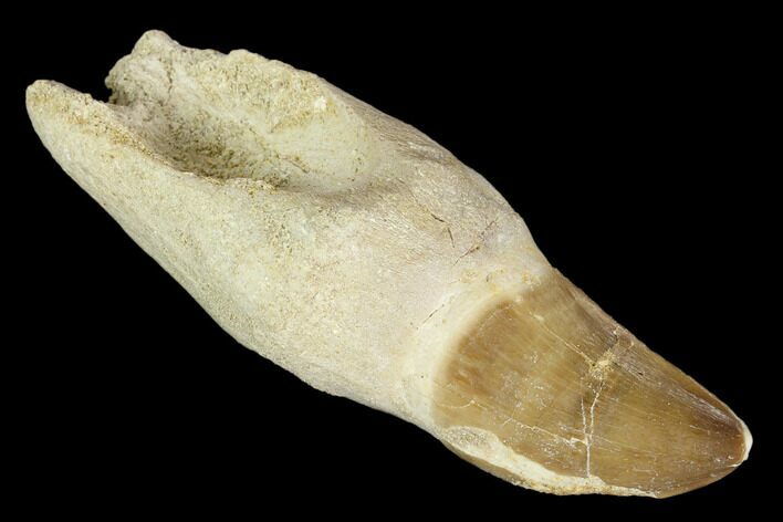Fossil Rooted Mosasaur (Prognathodon) Tooth - Morocco #116888